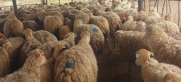 qurbanliq qoyunlar: 14 may 480 baş qardolaq sortu satlır nomre qiymet kom 380 m birin