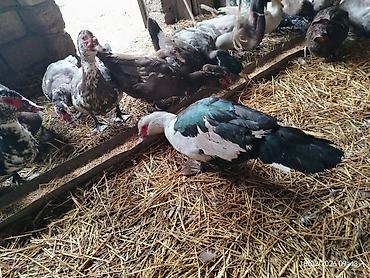 Ördəklər: Erkək, | Lal ördək, Damazlıq — 6