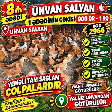 20 l su: Kənd toyuğu Toyuq Bütöv, Pərakəndə, Ünvandan götürmə — 1