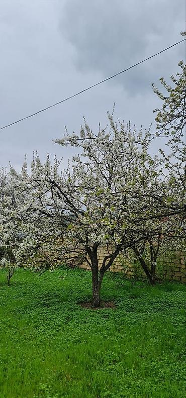Torpaq sahələrinin satışı: 12 sot, Tikinti — 7