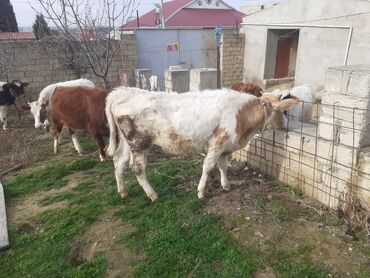 simmental ineklerin satisi: Dişi, Holsteyn, Simental, il: 1, 100 kq, Damazlıq, Südlük, Ətlik, Ünvandan götürmə, Pulsuz çatdırılma, Ödənişli çatdırılma