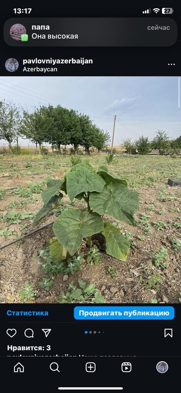 yuxuda yolka ağacı görmek: 1 metr - 10 manat