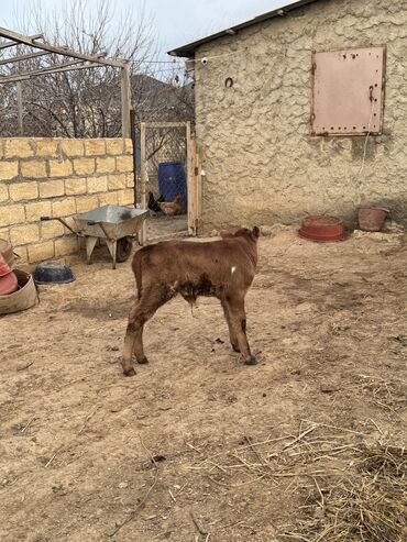 Dana, buzov: Anası anqusdur. Atası simmental. Erkəkdir. 5 günlükdür. Super cinsdir