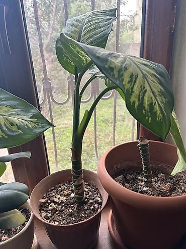 dollar gul: Dieffenbaxia (Dieffenbachia) – iri yarpaqlı, dekorkativ-yaşıl otaq — 1