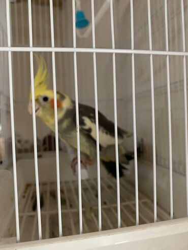 вислоухий шотландец котенок: Nymph parkit (cockatiel) – sarı tozlu ibikli, yanaqlarda narıncı