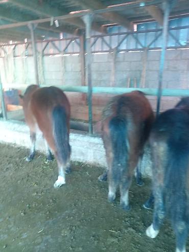 Лошади, кони: Продаю | Жеребенок | Для разведения — 4