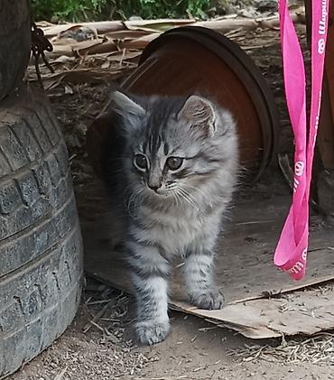 Отдам даром кошку: Котята - Возраст: примерно 2 месяца (родились 15 апреля). - Окрас: - at lalafo.kg — 7 Отдам даром кошку: Котята - Возраст: примерно 2 месяца (родились 15 апреля). - Окрас: - — 7