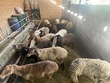 Животные: Продаю | Овца (самка) | Для разведения — 2