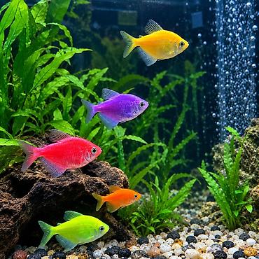 Akvarium dəsti satılır. Dəstə şəkildə görünən akvarium və onun üçün
