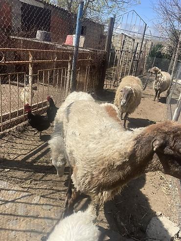 Qoyunlar, qoçlar: Qoyun və Keçi — təsərrüfat heyvanları - Növ: yerli qoyunlar və uzun — 30