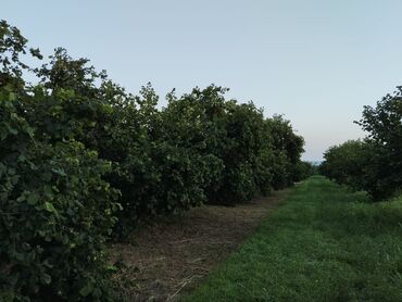 Torpaq sahələrinin satışı: 2000 sot, Kənd təsərrüfatı, Mülkiyyətçi, Kupça (Çıxarış) — 9