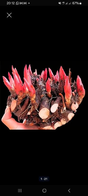 Садовые цветы и кустарники: Саженцы цветка: Пионы, Самовывоз, Платная доставка — 17