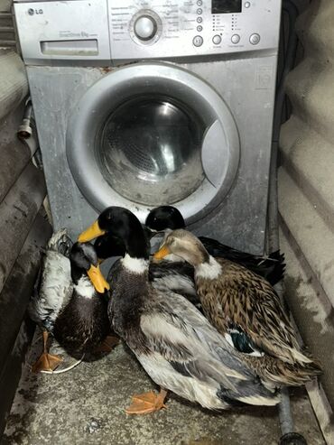 metbex ucun qaz sobalari: Paltaryuyan maşın LG, 6 kq, Avtomat, Qurutmasız