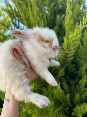 ev heyvanlari: 🐰 1 aylıq Safqan Holland Lop balası satılır ✅ 1 aylıqdır ✅ Safqan — 4