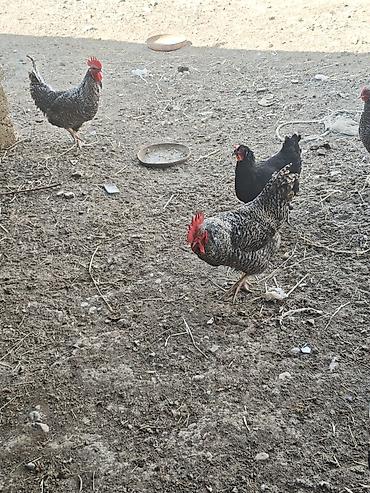 Xarkov xoruzlardir. Minimum 2.5 maksimum 4.2 4.5 çəkiləri var. Diri lalafo.az -da Xarkov xoruzlardir. Minimum 2.5 maksimum 4.2 4.5 çəkiləri var. Diri