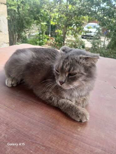 банка 5 литров: Şinşila dişi.5 aylıq ala pişik maraqlanma vaçapla lalafo.az -da банка 5 литров: Şinşila dişi.5 aylıq ala pişik maraqlanma vaçapla