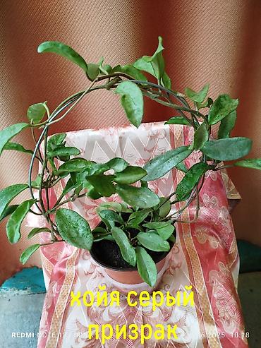 Хойи: Детки сортовой хойи, цены уточнять — 7