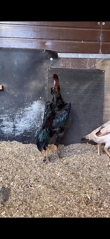 Toyuqlar: Toyuq, Damazlıq — 6