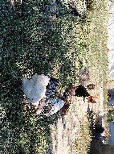 cucə və xoruz: Sərbəst otlaqda bəslənən yerli ədədlik toyuqlar və cücələr - Növlər — 2