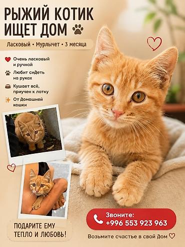 кошачий мята: Кошка даром: Беспородная, 3 месяца, Мальчик, Приучена к лотку — 1