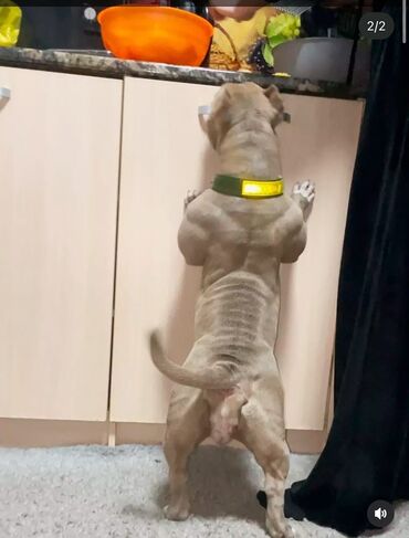 французский бульдог купить: Американский булли взрослая (сука), 2,5 года класс pocket/standard