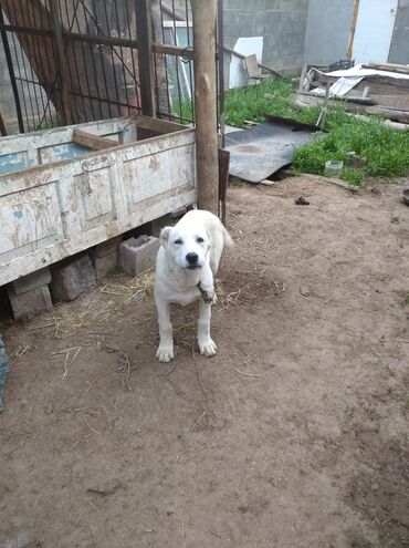 алабай туркменский: Продается собака Алабай 4 месяца самка +