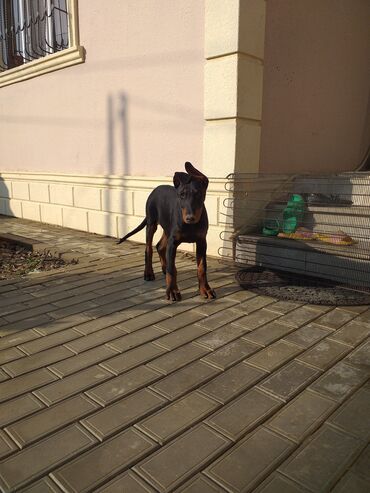 doberman satışı: Doberman, 4 ay, Erkek, Ünvandan götürmə