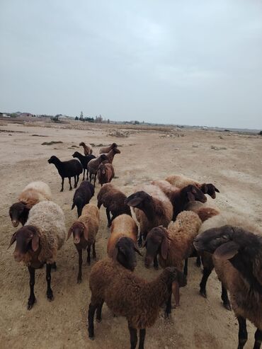 Qoyunlar, qoçlar: Qala cinsi qoyunlar razılaşma yolu ilə — 13