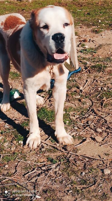 İtlər: Alabay, 1 il, Erkek, Peyvəndli, Ünvandan götürmə — 6