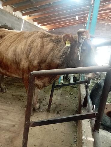 булли собака цена: Продаю | Корова (самка) — 2
