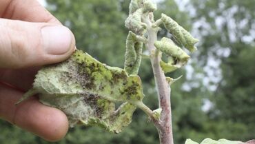 Другие услуги: Садовник! Готовим Сад к Зиме! Обработка Сада! Осенняя обрезка и — 7