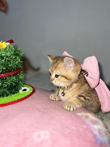 Pişiklər: Britan — 8