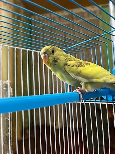 Tutuquşları: 🦜 Satılır – 5 Aylıq Dişi Papuqay 🦜 Sağlam, aktiv və öyrəşmiş dişi — 2