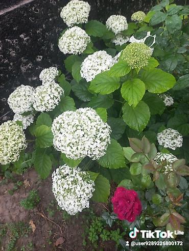 Другие садовые цветы и кустарники: Ново Покровка — 5