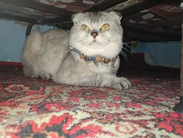 Кошки: Шотландская вислоухая — 1