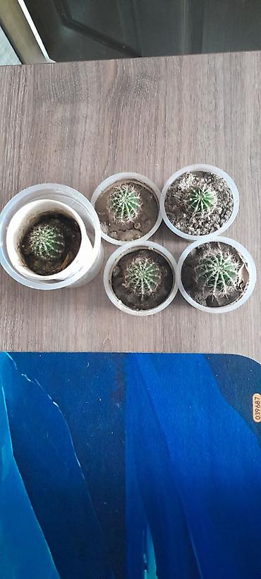 Кактусы: Набор небольших кактусов (больше 6 шт.) в индивидуальных пластиковых — 5