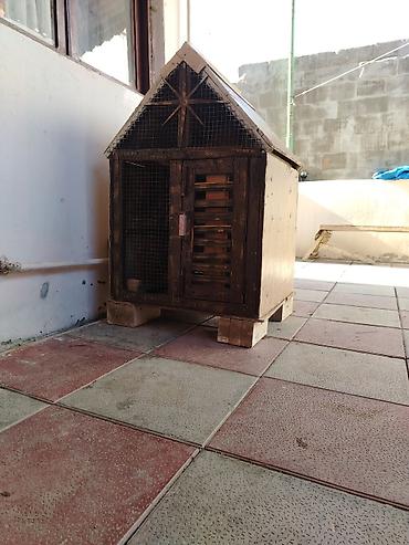 quş yuva: Tecili satilir cüt xana 2 cut qus at bala al mosnu seydi — 1