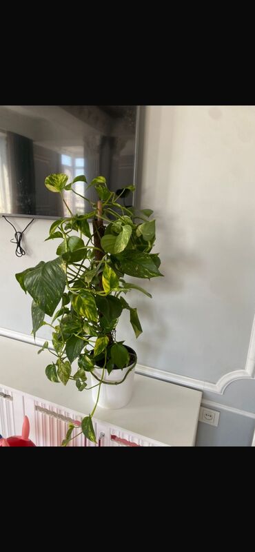 растения в офис: Другие комнатные растения