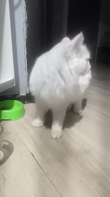 Продажа кошек: Белоснежная пушистая кошка с длинной шелковистой шерстью и густым — 14