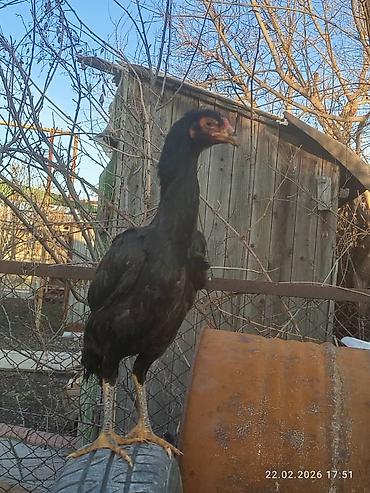 Куры, петухи: Продаю | Петух | Для разведения — 13