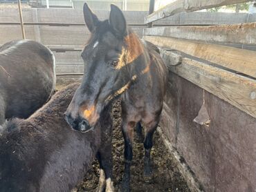 Лошади, кони: Продаю | Кобыла (самка) | Для разведения | Племенные — 1