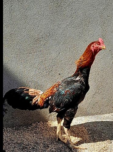 tutuquşu satışı: Heyratı xoruz satılır. Cinsi brazil, 1 yaş 6 aylıqdır. Bala almışam — 7