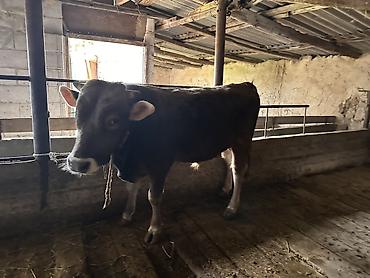 Коровы, быки: Продаю | Бык (самец) | На откорм | Племенные — 7