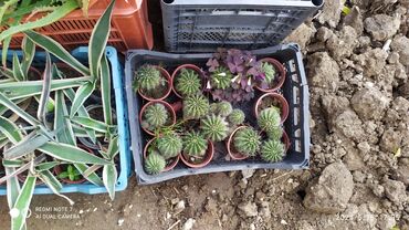 yasamal kaktus: Otaq ve heyet 
bitkileri