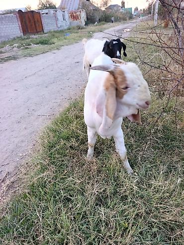 Продам с/х животных: Продаю | Козлёнок | На забой — 4