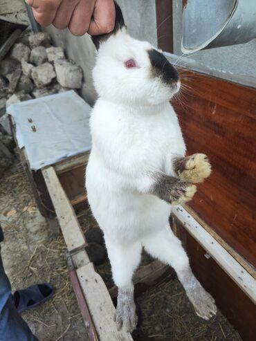 bala dovşan: Dovşan Ana bala hamısı bir yerdədə satılır, ayrı ayrıda satılır hamısı