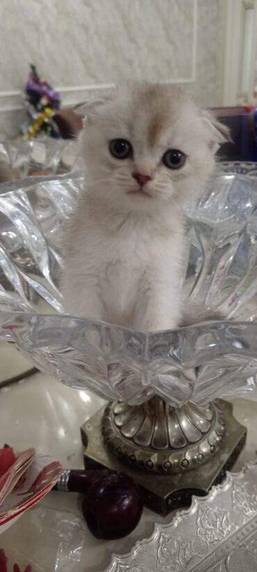 Pişiklər: Şotland, Dişi, Yaxşı əllərə, Ünvandan götürmə, Pulsuz çatdırılma, Ödənişli çatdırılma — 3