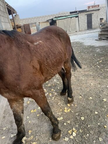 кыргыз довот ит: Продаю | Жеребенок | Полукровка | Для разведения at lalafo.kg кыргыз довот ит: Продаю | Жеребенок | Полукровка | Для разведения