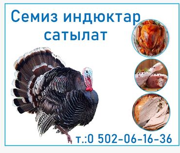 продажа домашних животных: Индюктар сатылат, Ысык-Колдо, 3500 эркектер, ургачылар 2800 ден