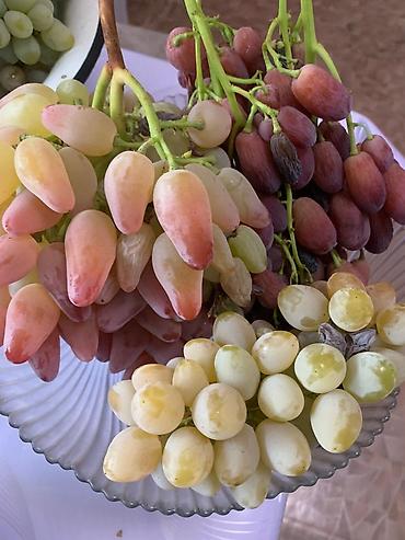 Фрукты и ягоды: Черенки винограда для проращивания из них саженцев. Имеется около 10 — 5